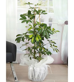 Şheflera Ağacı 130 cm
